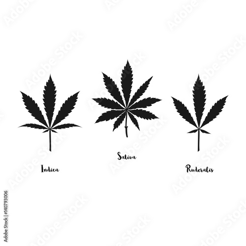 Vector cannabis leaves set