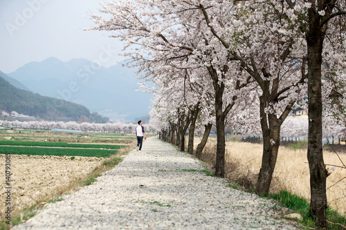 벚꽃나무가 있는  시골 길