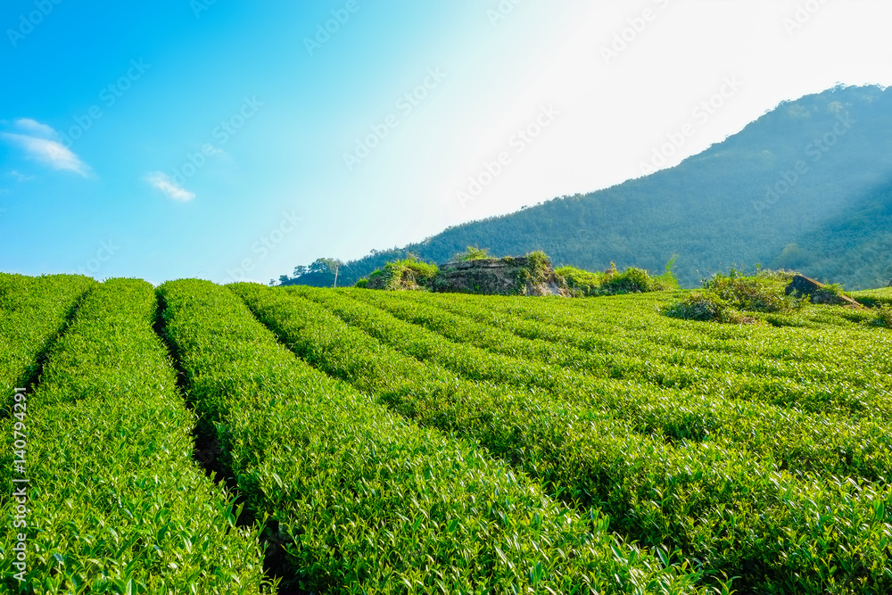 fresh organic tea bud & leaves plantation, the famous Oolong tea area in Alishan mountain with blue sky and sun, Taiwan fresh organic tea bud & leaves plantation, the famous Oolong tea area in Alishan mountain with blue sky and sun, Taiwan