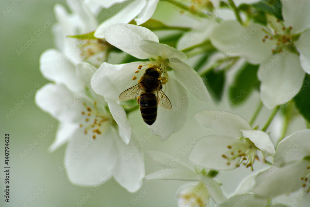 bee collects nectar on a white flowers of Apple tree bee collects nectar on a white flowers of Apple tree