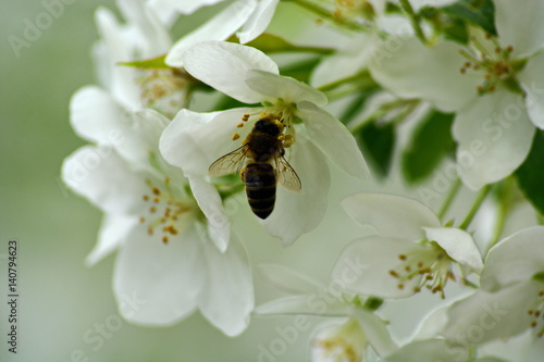 bee collects nectar on a white flowers of Apple tree