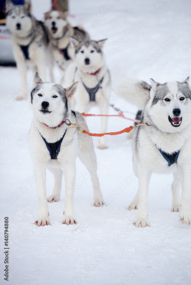 Huskies Huskies