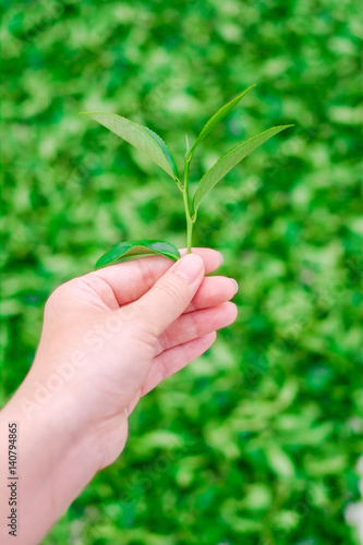 Asia culture concept image - A girl hold fresh organic tea bud & leaves in hand in plantation, the famous Oolong tea area in Alishan mountain, Taiwan