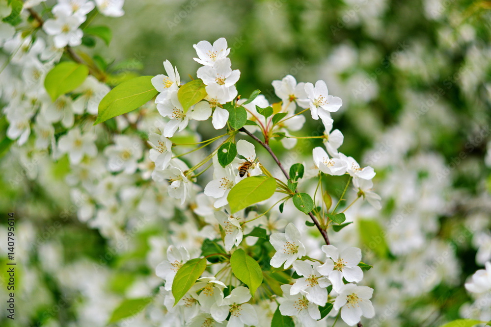 blooming branch of Apple tree with bee on flower blooming branch of Apple tree with bee on flower