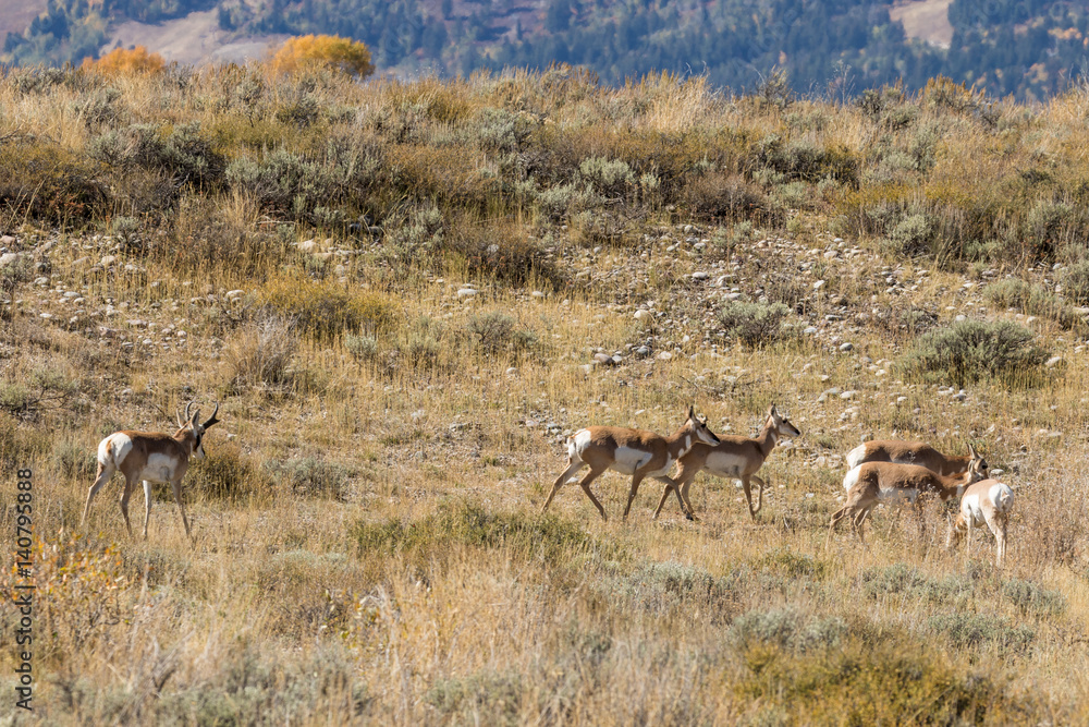 Pronghorn Antelope Herd in the Fall Rut Pronghorn Antelope Herd in the Fall Rut