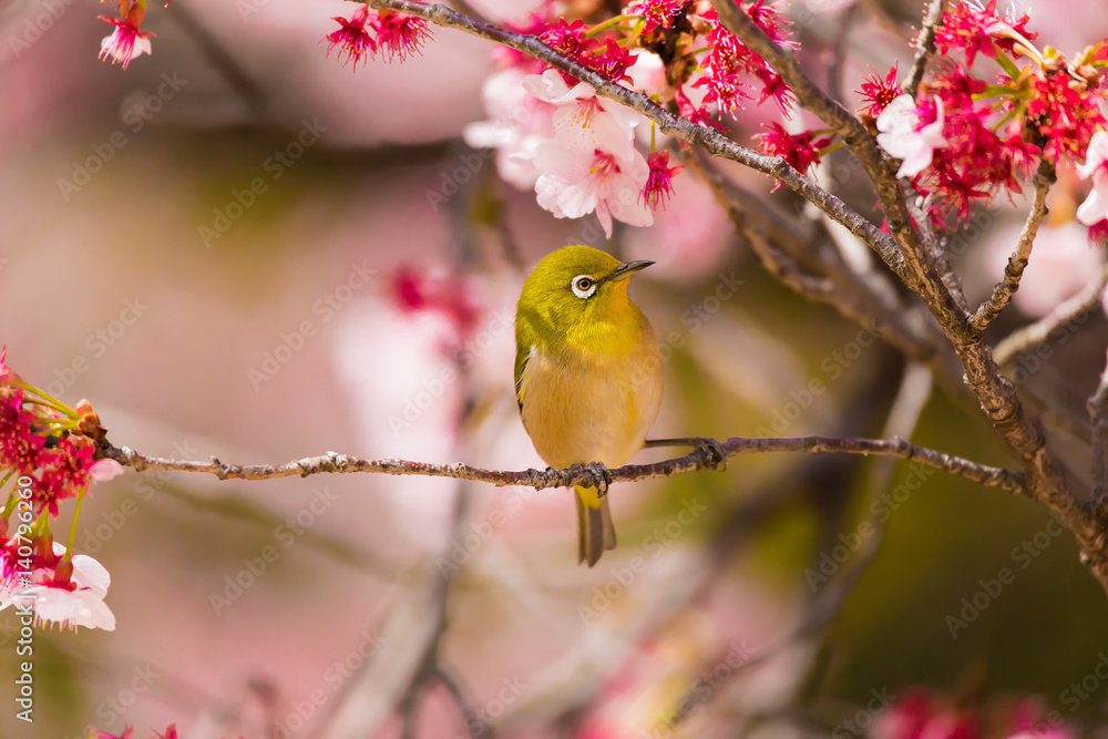 The Japanese White eye.The background is winter cherry blossoms. Located in Tokyo Prefecture Japan. The Japanese White eye.The background is winter cherry blossoms. Located in Tokyo Prefecture Japan.