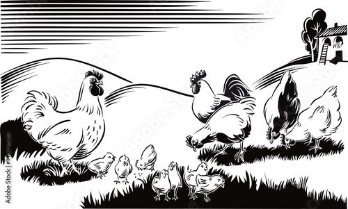 Hen, chicks a rooster and a hen, in a meadow.