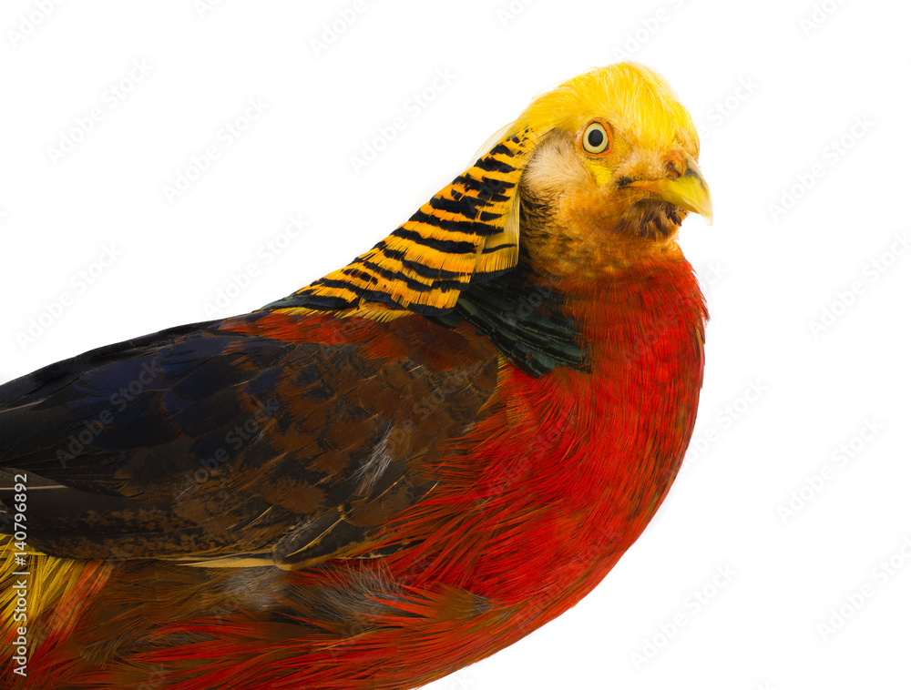 portrait pheasant gold