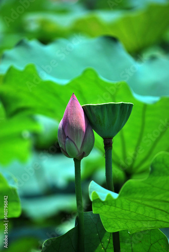 A red lotus flower stands by a seedpod with green natural background.