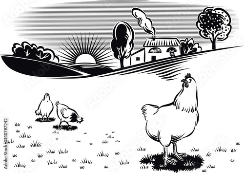 free hens in a meadow at dawn.