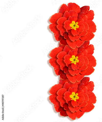 spring flowers primula isolated on white background.