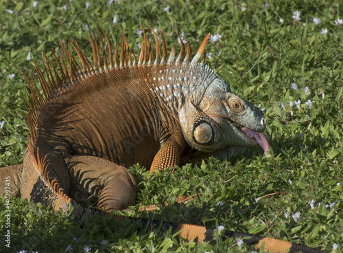Orange, brown, and gray male iguana sticking out its tongue on green grass with light purple wildflowers © Dossy