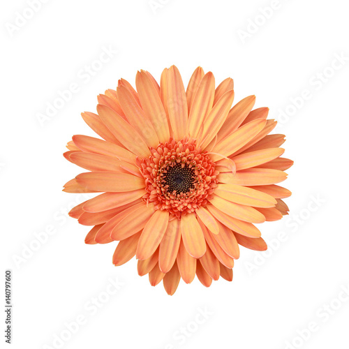 Orange flowers   clipping path included