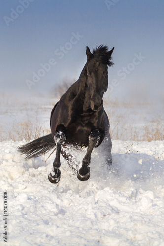 Black horse jump on snow winter field