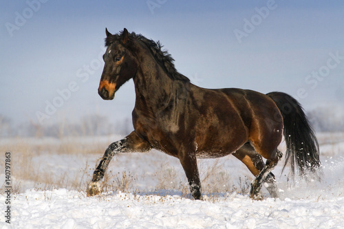 Fototapeta Naklejka Na Ścianę i Meble -  Bay horse trotting in snow