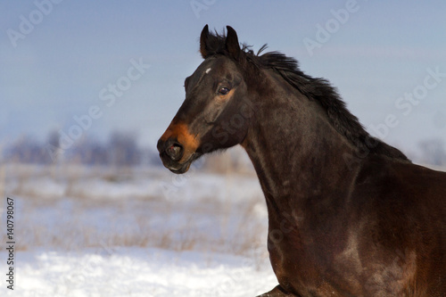Bay horse portrait in motion at winter day © callipso88