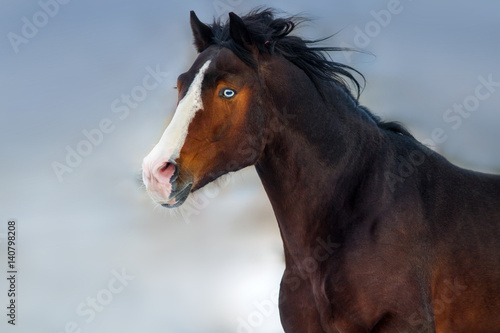 Beautiful bay horse portrait in motion against blue sky