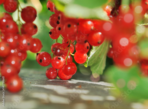 groseilles rouges dans feuillage