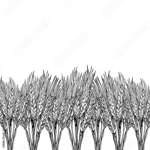 Engraved wheat background