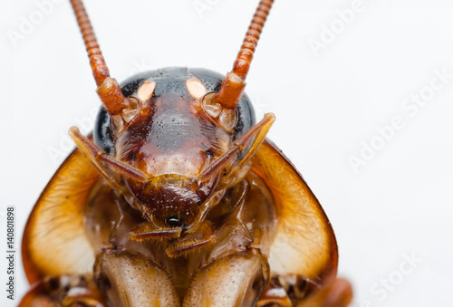 macro close up cockroach on white.  photo