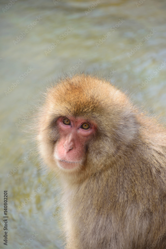 Japanese monkey