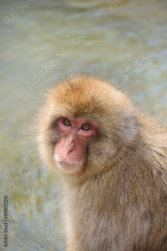 Japanese monkey © kikisora