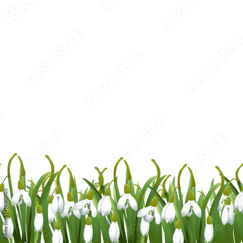 Spring background with snowdrop flowers, green grass. Can be used for Easter, birthday, wedding, anniversary, 8 march, woman's day. Seasonal sales. Vector illustration