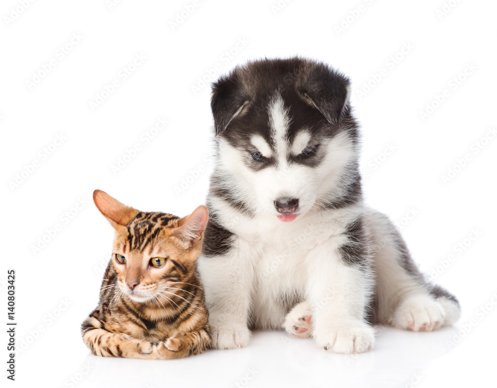 Bengal kitten and Siberian Husky puppy together. isolated on white background