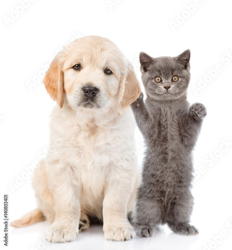 Fototapeta Naklejka Na Ścianę i Meble -  Kitten petting a puppy behind the ear. isolated on white background