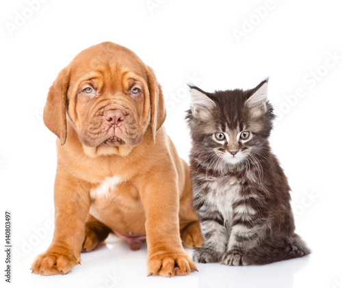Bordeaux dogue puppy and maine coon cat sitting together. isolated on white background