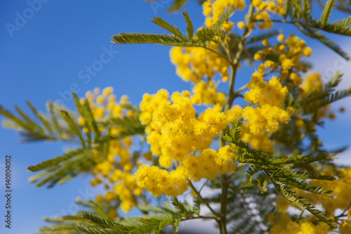 Yellow fluffy flowers mimosa is blooming in spring on background of blue sky.
