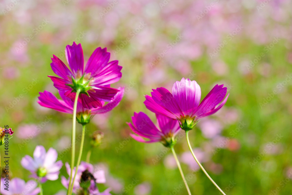 cosmos flowers vintage tone background wallpaper
