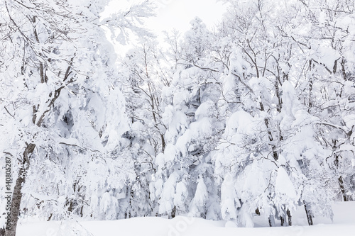 winter landscape at Zao mountain