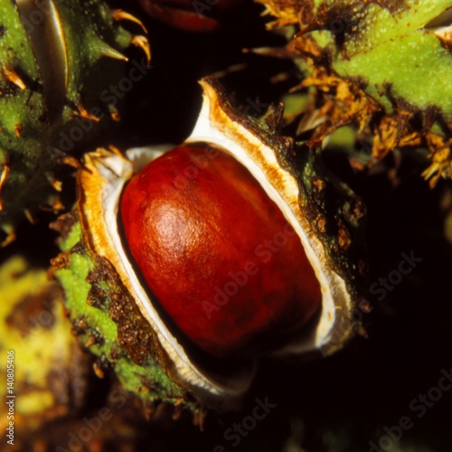 Obraz na płótnie Horse chestnuts