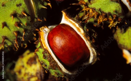 Obraz na płótnie Horse chestnut