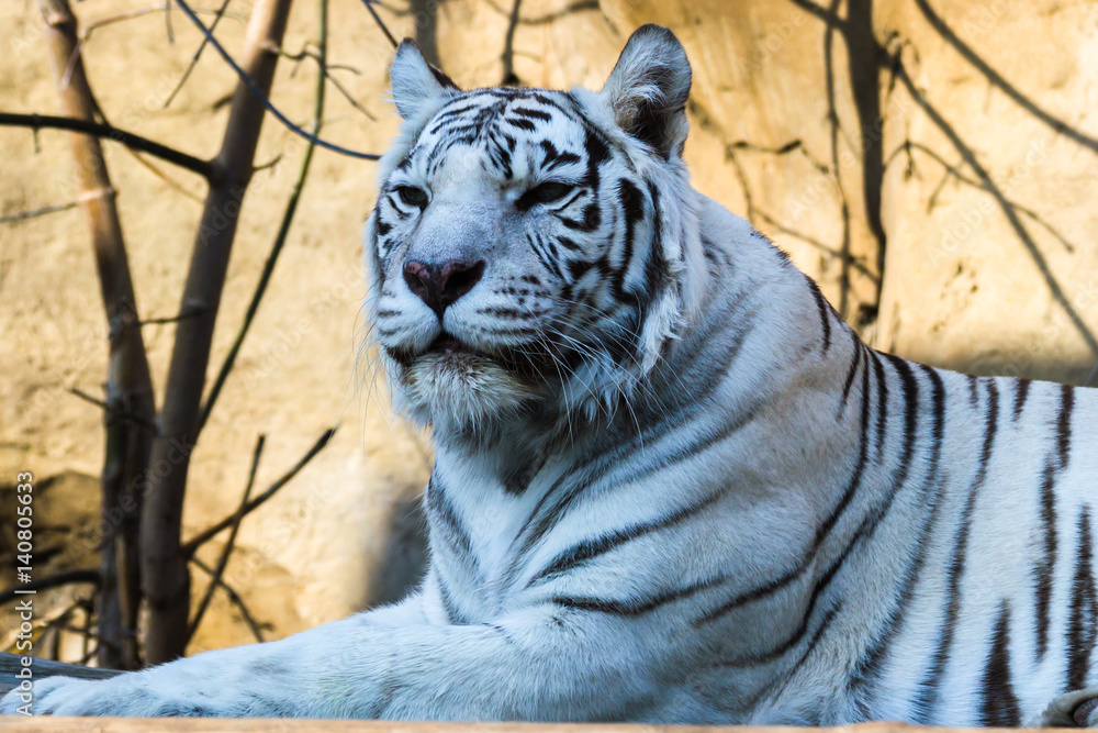 White tiger — Bengal tiger species with a congenital mutation. The