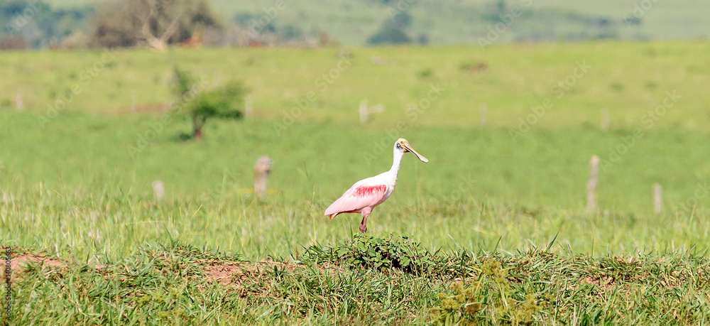 Fototapeta premium Roseate spoonbill bird on a open field
