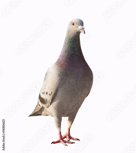 close up full body of pigeon bird standing isolated white background