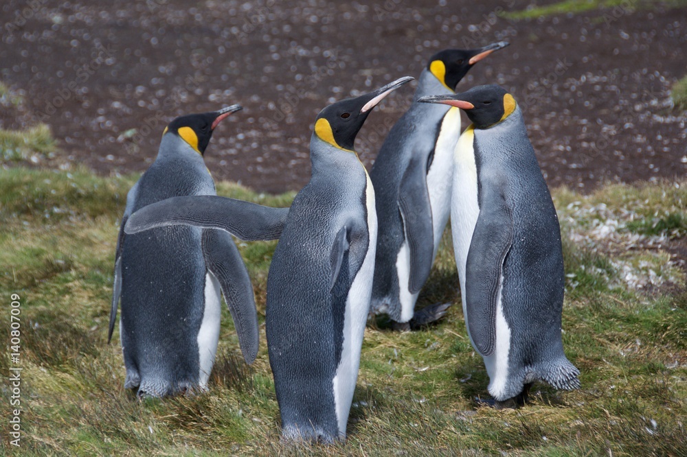 Obraz premium King penguins on Stromness, South Georgia