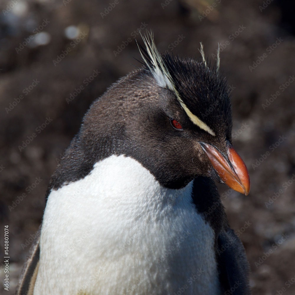 Naklejka premium Rockhopper penguins in West Point Island, Falklands