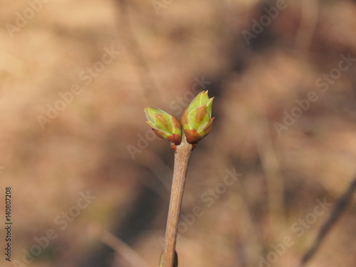 Blossoming tree foliage. Spring.