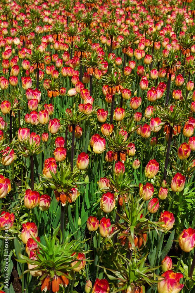 Colorful tulip flowers in spring park. Flower landscape