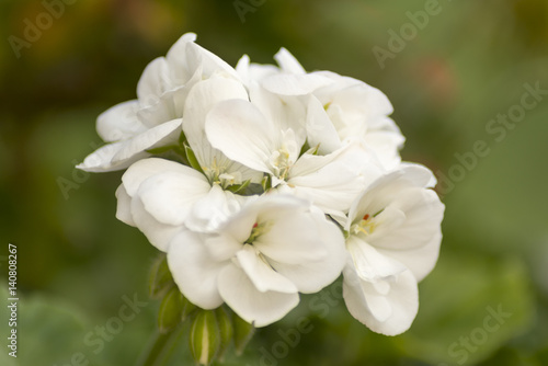 Fototapeta Naklejka Na Ścianę i Meble -  Photograph of flowers of white color