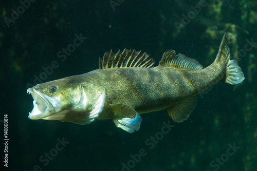 Underwater World – Sander Fish (Pike-Perch)