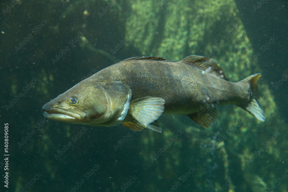 Fototapeta premium Underwater World – Sander Fish (Pike-Perch)