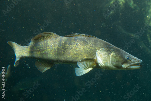 Underwater World – Sander Fish (Pike-Perch)