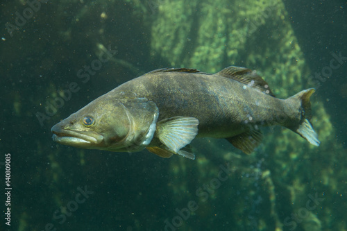 Underwater World – Sander Fish (Pike-Perch)