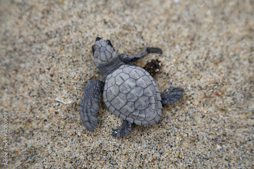 Turtle Hatchling © Emma