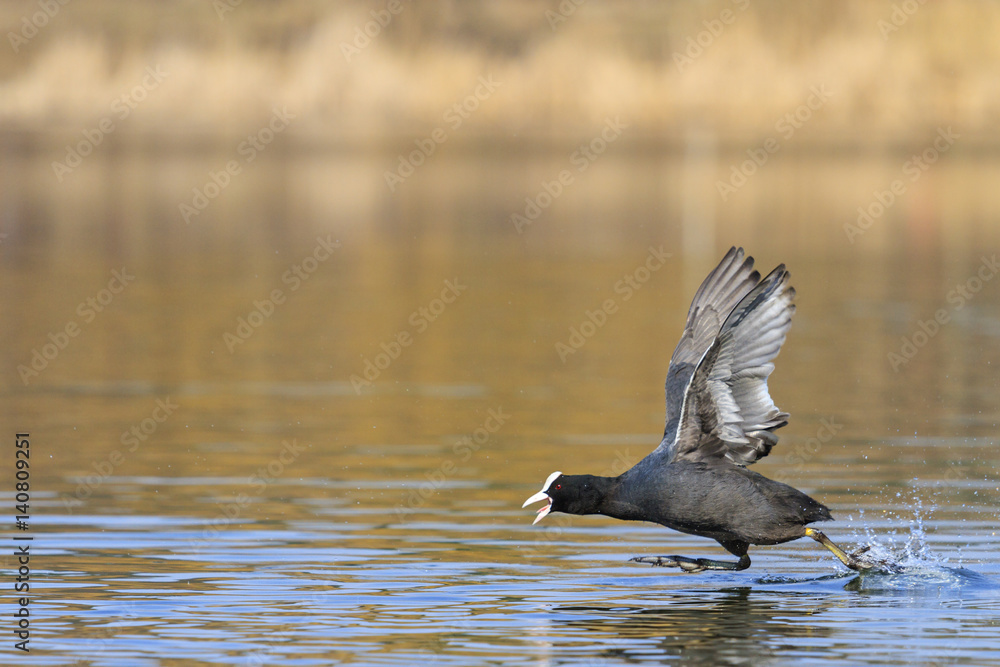 coot running on the water and flutters coot running on the water and flutters