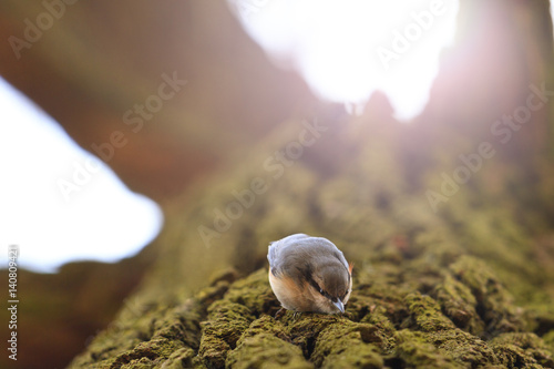 Fototapeta Naklejka Na Ścianę i Meble -  forest bird on the trunk of an oak in the cortex looking for food